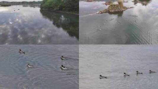 湿地公园中华沙鸭鸳鸯戏水高清在线视频素材下载