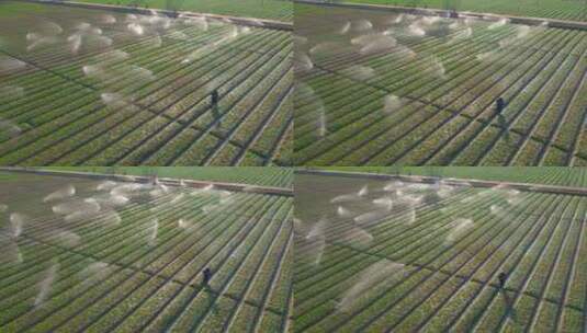 惠州博罗农业大景8高清在线视频素材下载