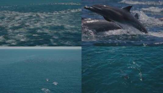 一群海豚跃出海面海豚在大海玩乐FPV航拍高清在线视频素材下载