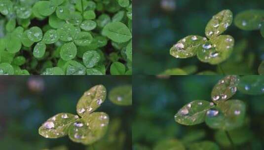 水珠、雨水、四叶草、露珠、微距高清在线视频素材下载