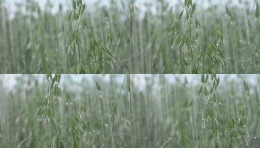 雨中的燕麦高清在线视频素材下载