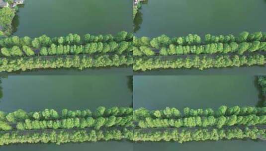 航拍衡阳南湖公园风光美景高清在线视频素材下载