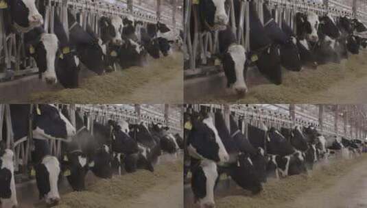 一群奶牛吃干草饲料人工喂养高清在线视频素材下载