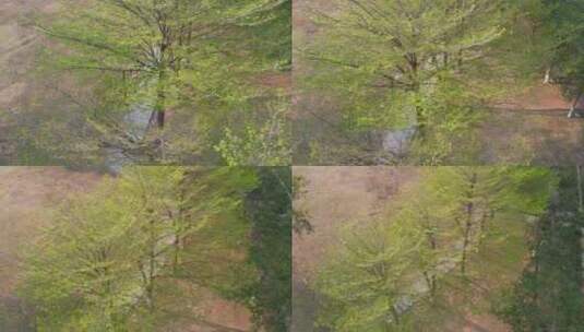 春天长出绿叶的树木航拍高清在线视频素材下载