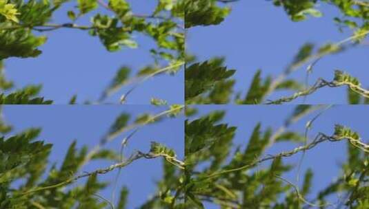 植物叶子绿叶枝叶空镜风景大自然树叶阳光高清在线视频素材下载