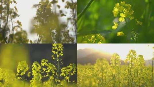 春天油菜花高清在线视频素材下载