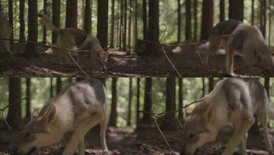 野生，猎狼犬，森林，林地高清在线视频素材下载