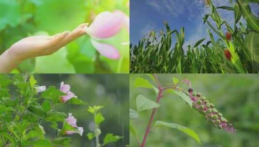 夏至 小暑 大暑节气空镜头高清在线视频素材下载