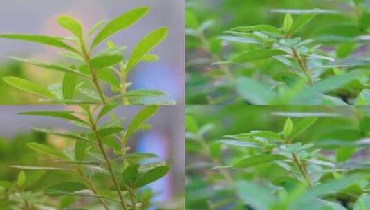 城市下暴雨下雨天雨水雨滴植物树叶子草木雨高清在线视频素材下载