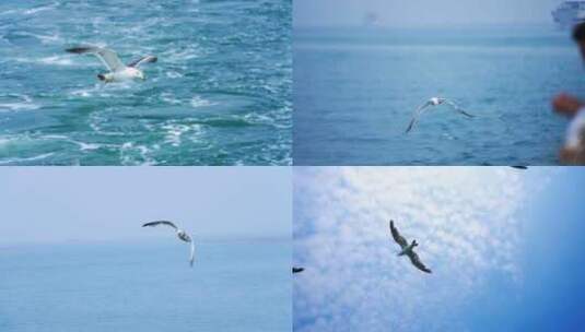 海鸥海鸟 海鸥飞翔高清在线视频素材下载