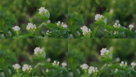 唯美茉莉花与茉莉花茶制作福州茉莉花种植园高清在线视频素材下载