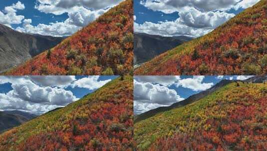 无人机航拍西藏林芝地区高山上的一抹秋景高清在线视频素材下载