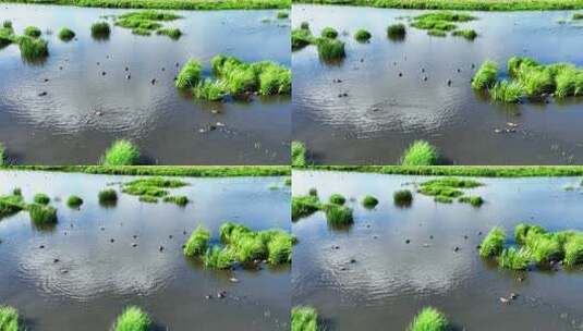 湿地沼泽水鸟在水中觅食高清在线视频素材下载