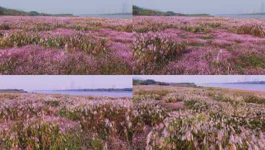 湘江边芦苇高清在线视频素材下载