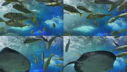 青岛海底世界水族馆海洋鱼类4k高清在线视频素材下载