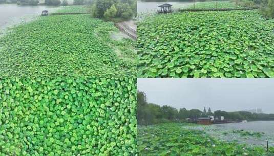 [4K合集]夏天唯美雨季荷花荷叶航拍高清在线视频素材下载