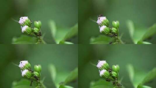 蚂蚁  昆虫 动物高清在线视频素材下载