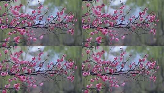 春雨中美丽红梅特写高清在线视频素材下载