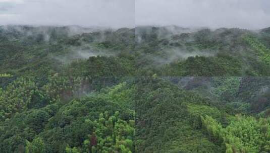 雨后山林高清在线视频素材下载