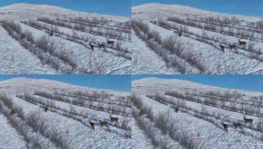 林海雪原野生动物：马鹿高清在线视频素材下载