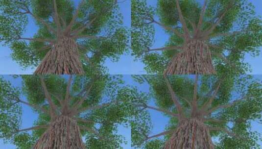 树 一棵树高清在线视频素材下载