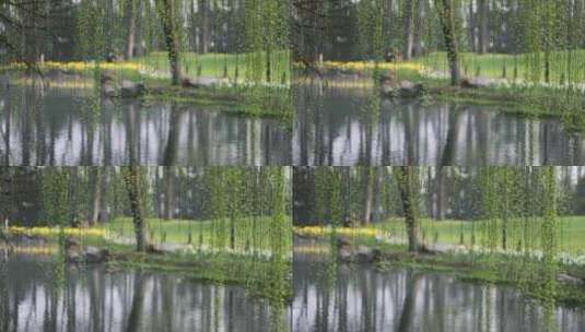 （慢镜）春天湖边的柳树柳条发芽生机勃勃高清在线视频素材下载