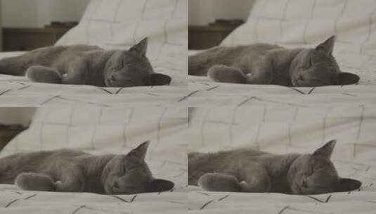 宁静的俄罗斯蓝猫睡在床上高清在线视频素材下载