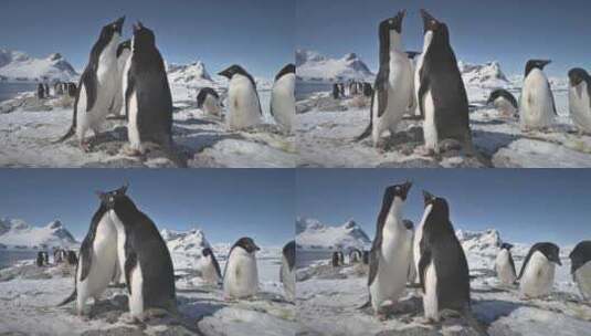 南极阿德利企鹅群特写高清在线视频素材下载