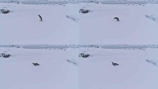 孤王企鹅南极雪面景观高清在线视频素材下载