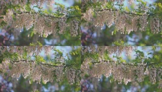 春天盛开的槐树花高清在线视频素材下载