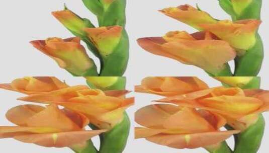 开放橙色剑兰花的时间推移，垂直方向高清在线视频素材下载