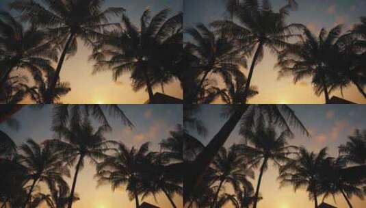 阳光下棕榈树剪影高清在线视频素材下载