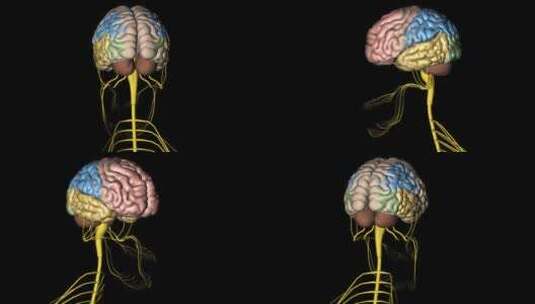 头颅神经系统高清在线视频素材下载