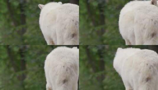 北极狼，野生，白狼，犬狼疮Arctos高清在线视频素材下载