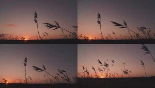 日出时在风中舞动的小草高清在线视频素材下载