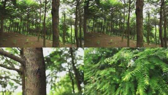 红豆杉名贵树木高清在线视频素材下载