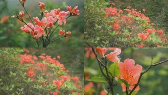 鲜艳盛开的粉色杜鹃花枝特写高清在线视频素材下载