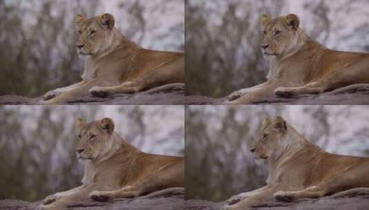 母狮在岩石上休息高清在线视频素材下载