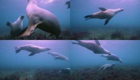 海狮们在海草上游动高清在线视频素材下载