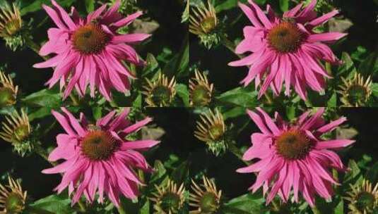 蜜蜂在花朵上采蜜特写镜头高清在线视频素材下载