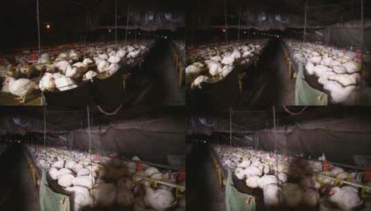 养鸡场饲养白羽鸡环境 (1)高清在线视频素材下载
