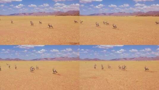 在大草原里奔跑的羚羊高清在线视频素材下载