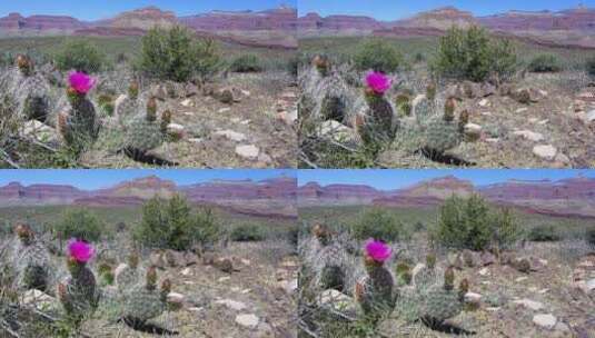 沙漠里盛开的仙人掌特写镜头高清在线视频素材下载