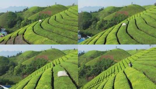 航拍恩施鹤峰走马木耳山茶谷生态田园茶园高清在线视频素材下载