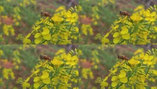 田野里工作的蜜蜂高清在线视频素材下载