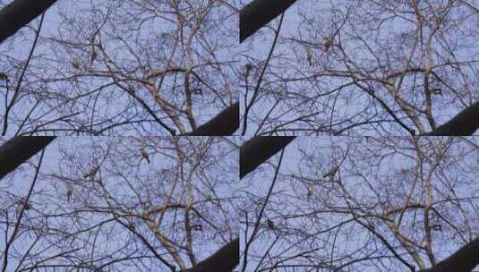天空公园景色树木秃树枝鸟跳动高清在线视频素材下载