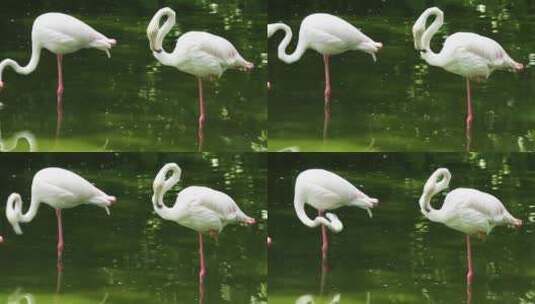 湖里的粉色火烈鸟高清在线视频素材下载