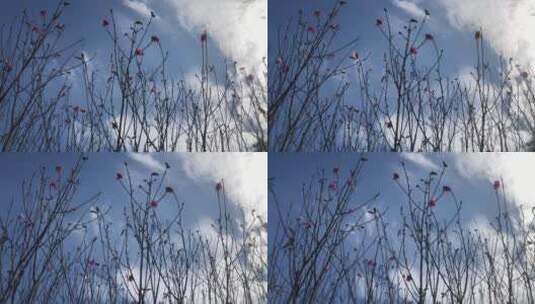 蓝天白云下的桃花高清在线视频素材下载