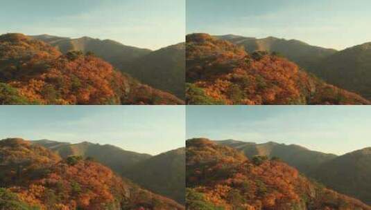 枫叶枫树秋季风景高清在线视频素材下载