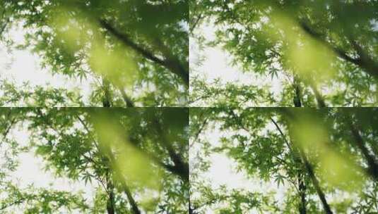 阳光树叶唯美小清新高清在线视频素材下载